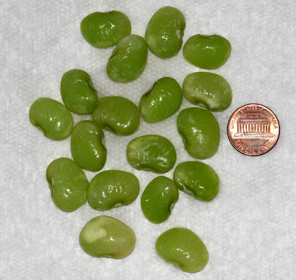Lima beans,Lima bean seeds,Lima beans exporters,Lima bean seeds
